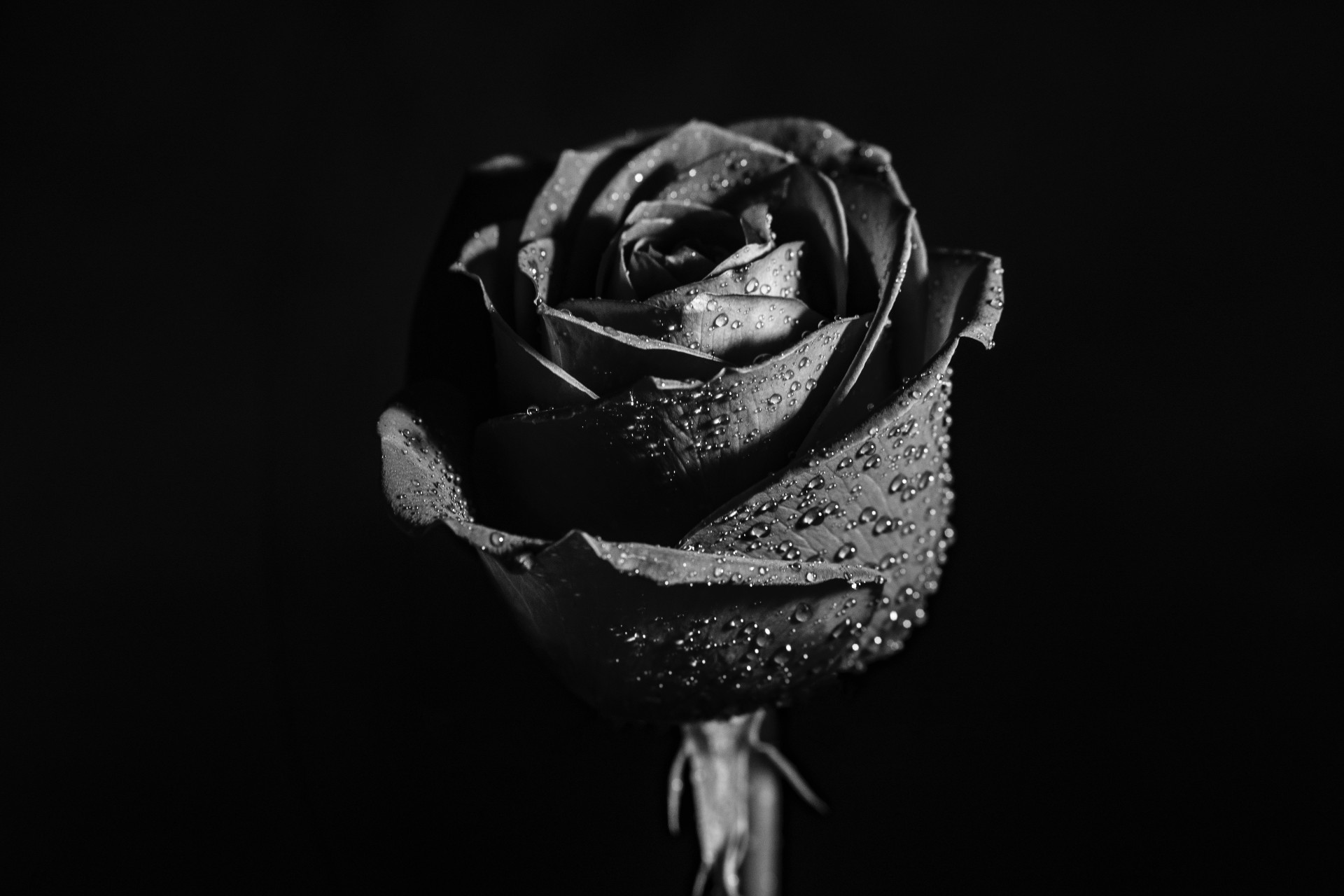 rosa nera 